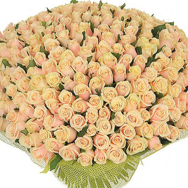 Букет 201 кремовая роза «Талея» 50 см